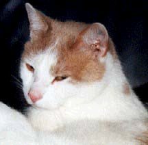 Picture of my red/white cat Benni