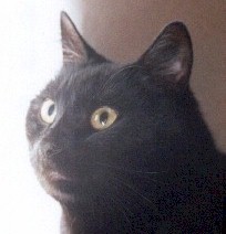 Picture of my black cat Lea
